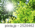 新緑と木漏れ日