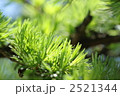 カラマツの新緑