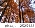 12月　メタセコイヤ・スギ科54