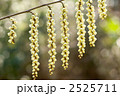 キブシの花