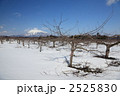 りんご剪定、遠くに岩木山