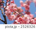 陽光桜