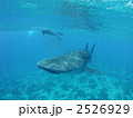 サメ　ジンベイザメ　海中　モルディブ