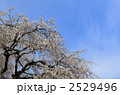 枝垂れ桜