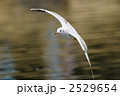 滑空するユリカモメ