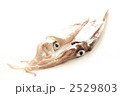 青森県産のやりいか