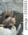 素材ナンバー 2530052 : 「無題」