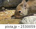 素材ナンバー 2530059 : 「無題」