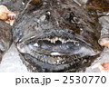 ノルウェー　ブリッゲン地区魚市場のあんこう　