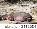 カバ