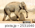 アジアゾウ