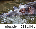 カバ