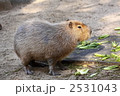 カピバラ