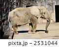 アフリカゾウ