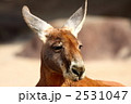 2531047
