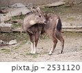 京都市立動物園のカモシカ、ゴーラル