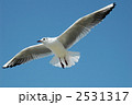 ユリカモメ