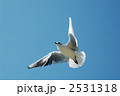 ユリカモメ