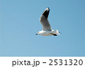 ユリカモメ
