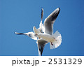 ユリカモメ