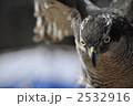 鷹