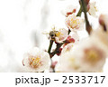 梅とミツバチ