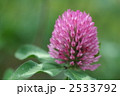 ムラサキツメクサの花