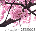 東京芸術大学の桜