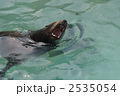 吠えるアシカ