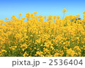 菜の花と青空