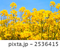 菜の花と青空