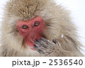 サル
