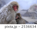 サル