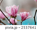 紫色の姫コブシの花