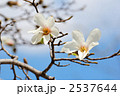 白色のコブシの花と青空