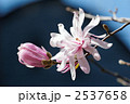 紫色の姫コブシの花と青空