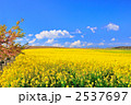 2537697