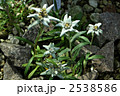 エーデルワイス