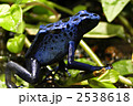 コバルトヤドクガエル