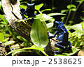 コバルトヤドクガエル