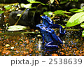 コバルトヤドクカエル