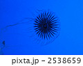 赤海月