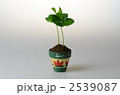 コーヒーの苗　