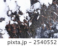 積雪の杉の木