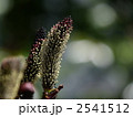 クロヤナギ