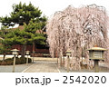 京都　千本釈迦堂　おかめ桜
