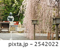 京都　千本釈迦堂　おかめ桜