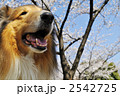 2542725