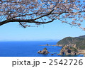 桜と妙見浦