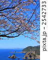 桜と妙見浦